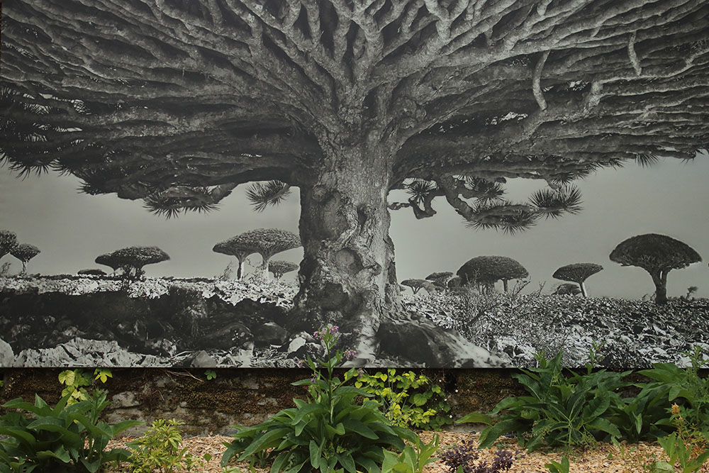 Photo de la Grande Lessive d'octobre 2023 à Saint-Cloud